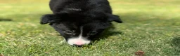 Border Collie dogs for sale: Paddy - Ad 4