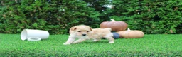 Toy Poodle dogs for sale: AKC Emmett(tiny) - Ad 4