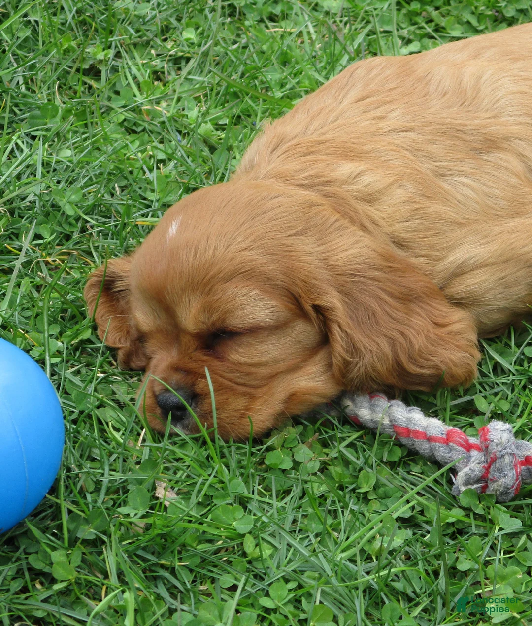 Cavalier King Charles Spaniel dogs for sale: Chloe - Ad 7