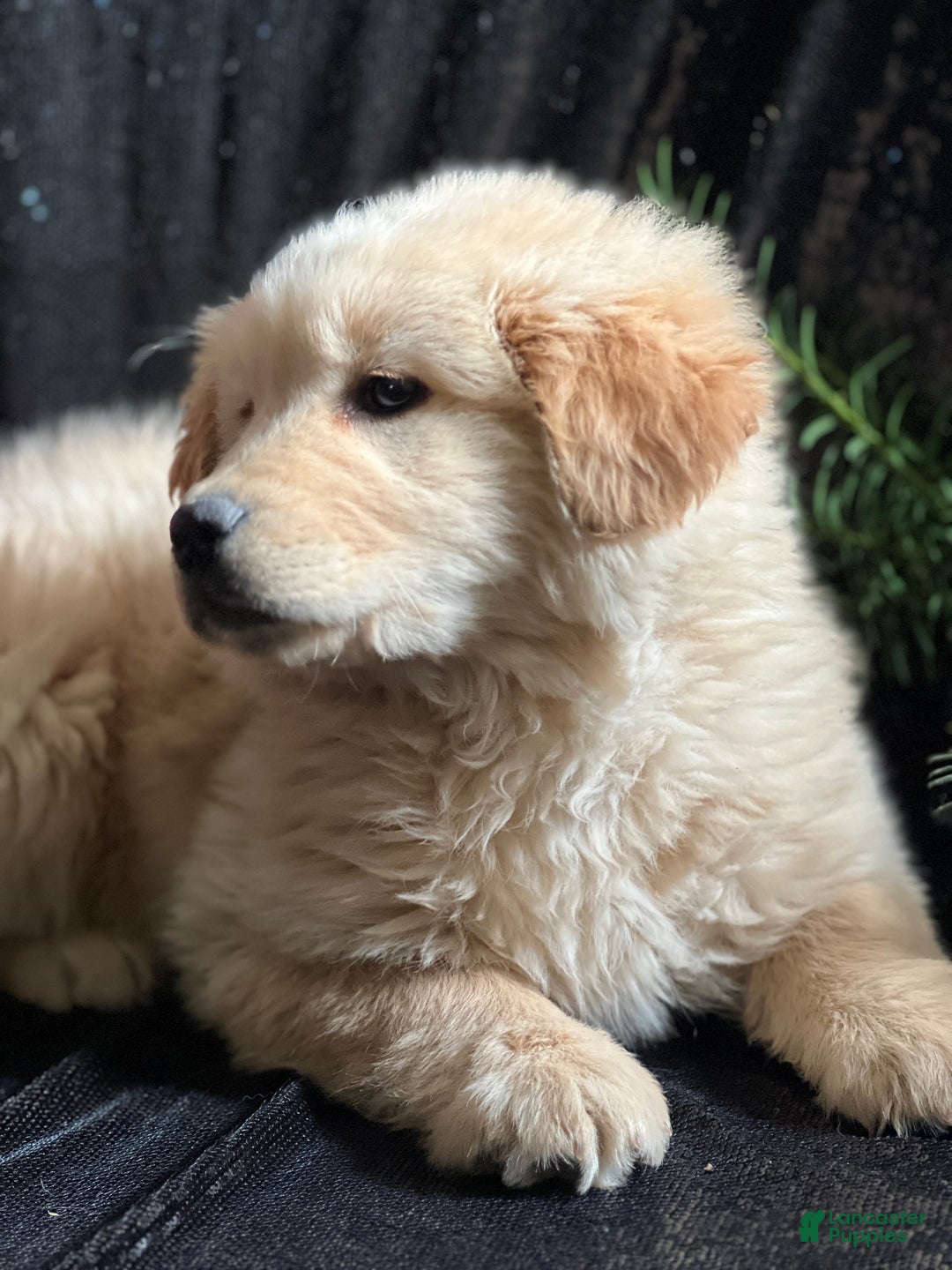 Golden Retriever dogs for sale: Golden Retriever Puppy 1 - Ad 3