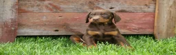 Doberman Pinscher dogs for sale:  Dexter (Red Rust)🐶 - Ad 8