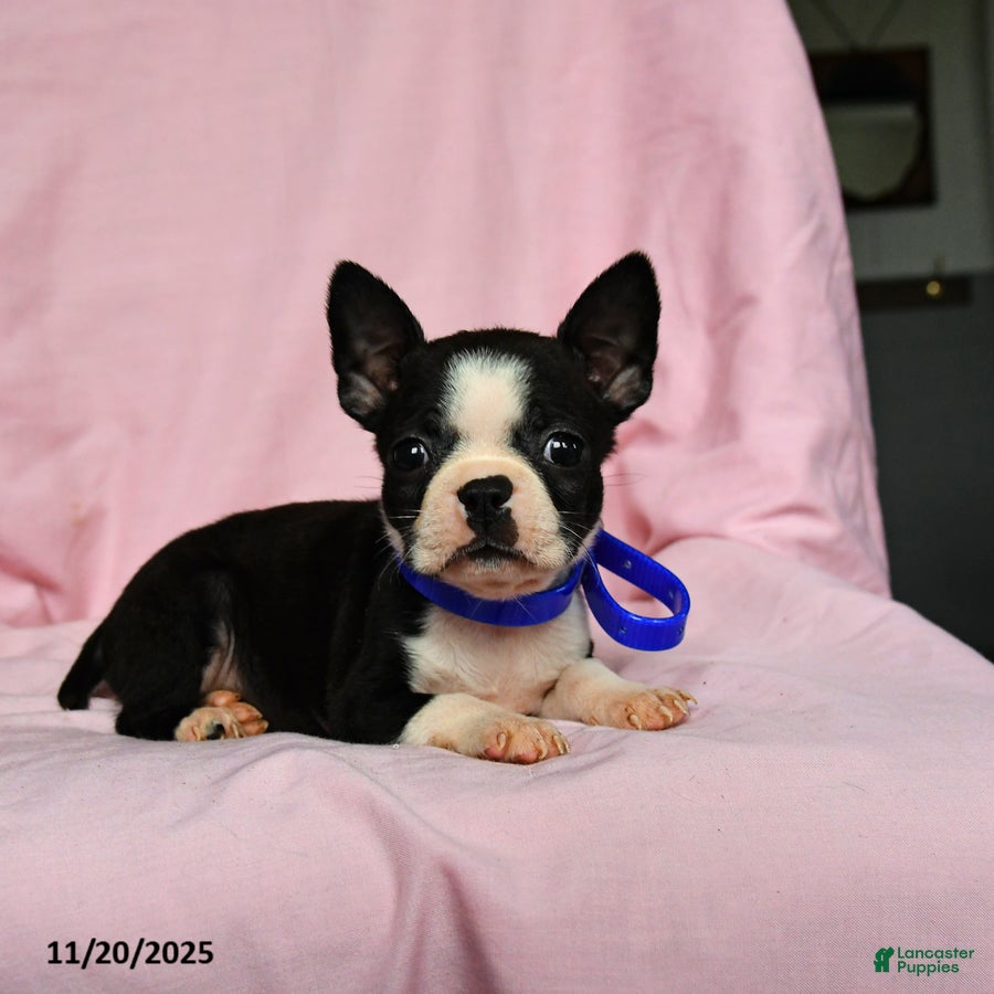 Boston Terrier dogs Tara - Ad 3