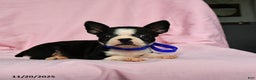 Boston Terrier dogs for sale: Tara - Ad 1
