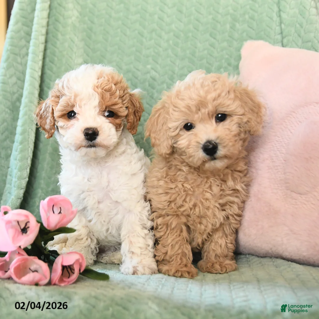 Bichpoo dogs for sale: Sunny  - Ad 3