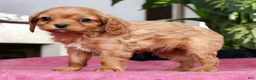 Cavalier King Charles Spaniel dogs for sale: Tommy - Ad 4