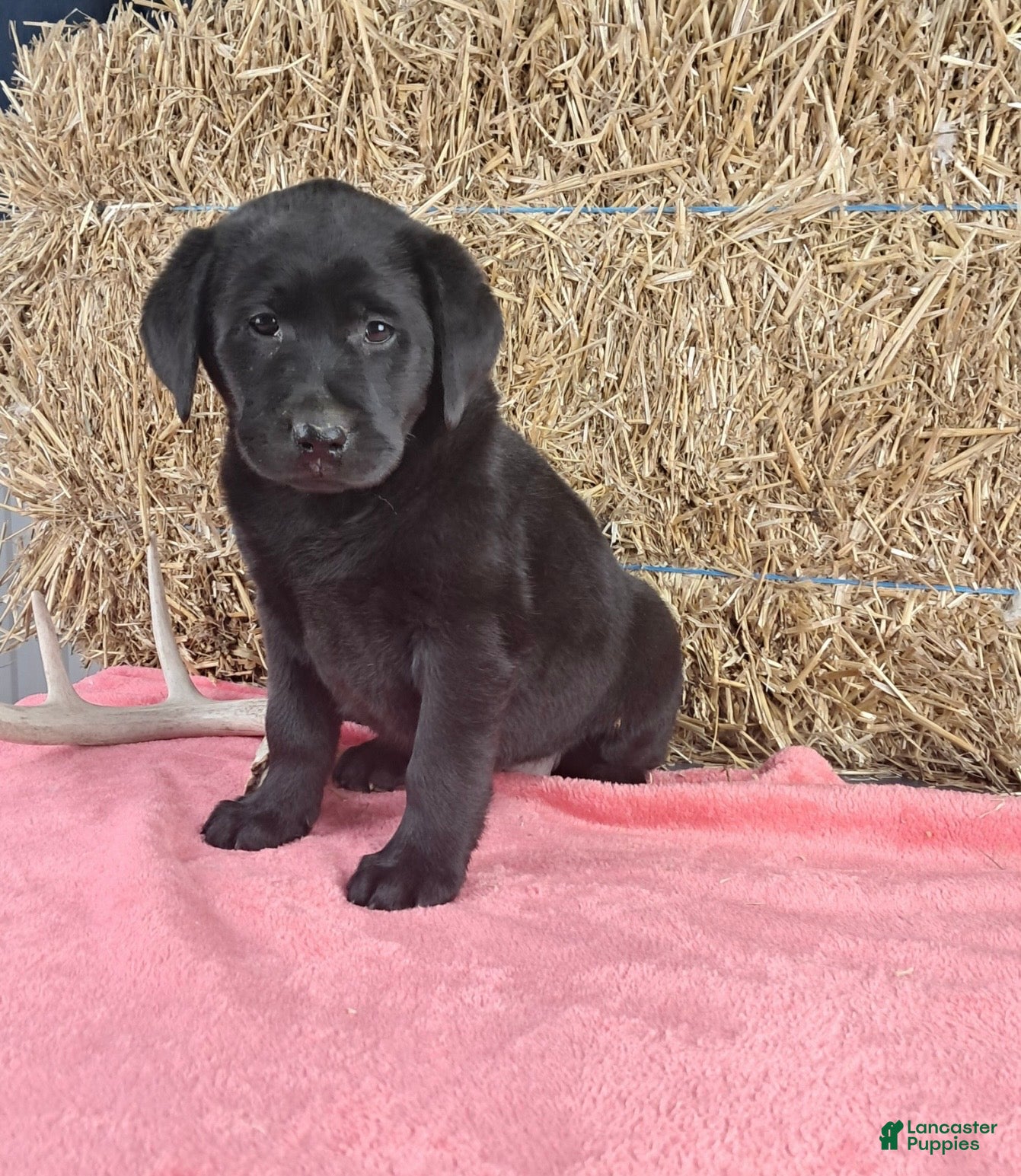Labrador Retriever dogs for sale: Stacey - Ad 1