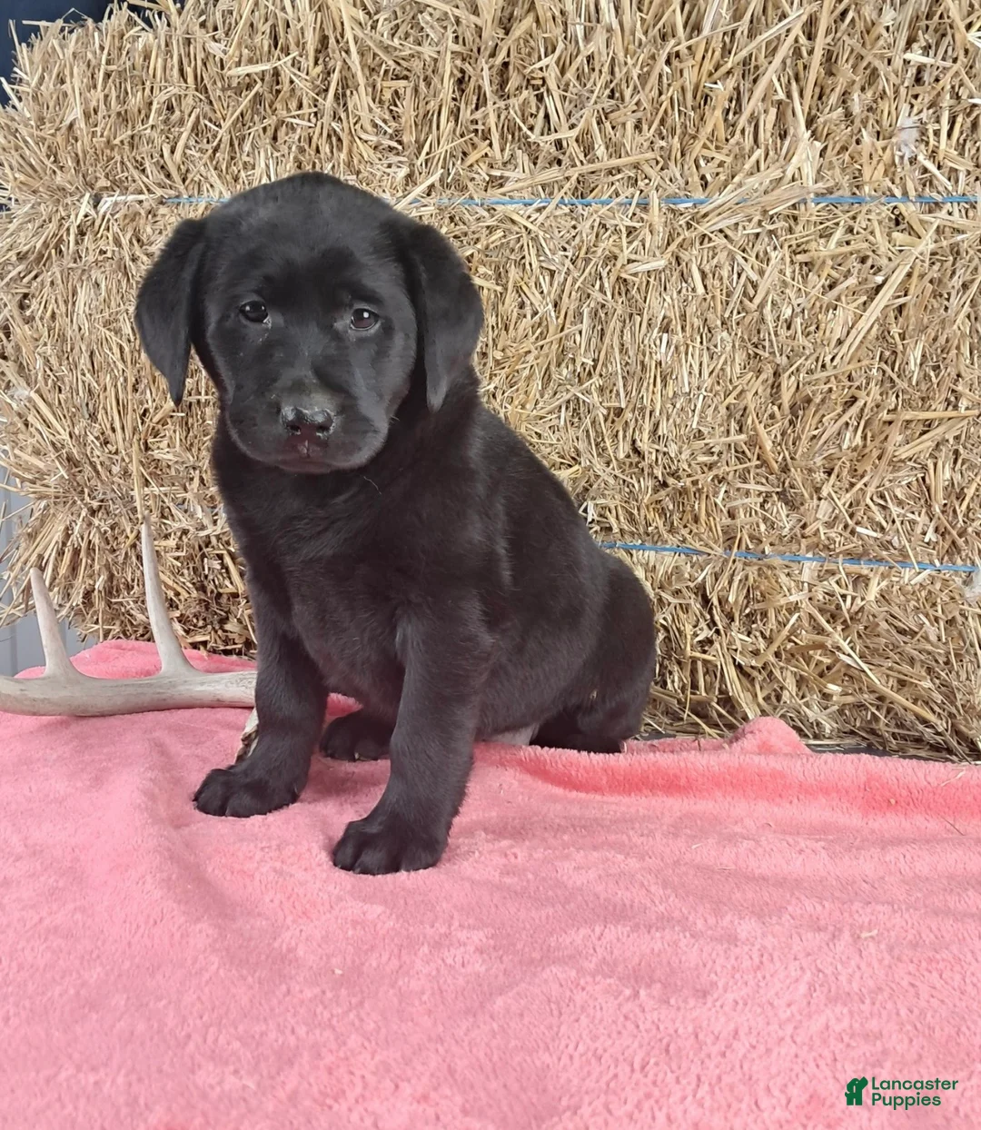 Labrador Retriever dogs for sale: Stacey - Ad 1