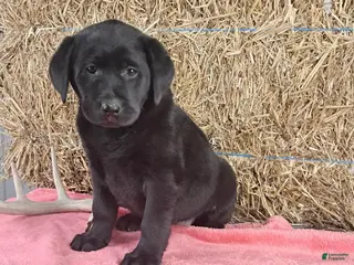 Labrador Retriever dogs for sale: Stacey - Ad 1