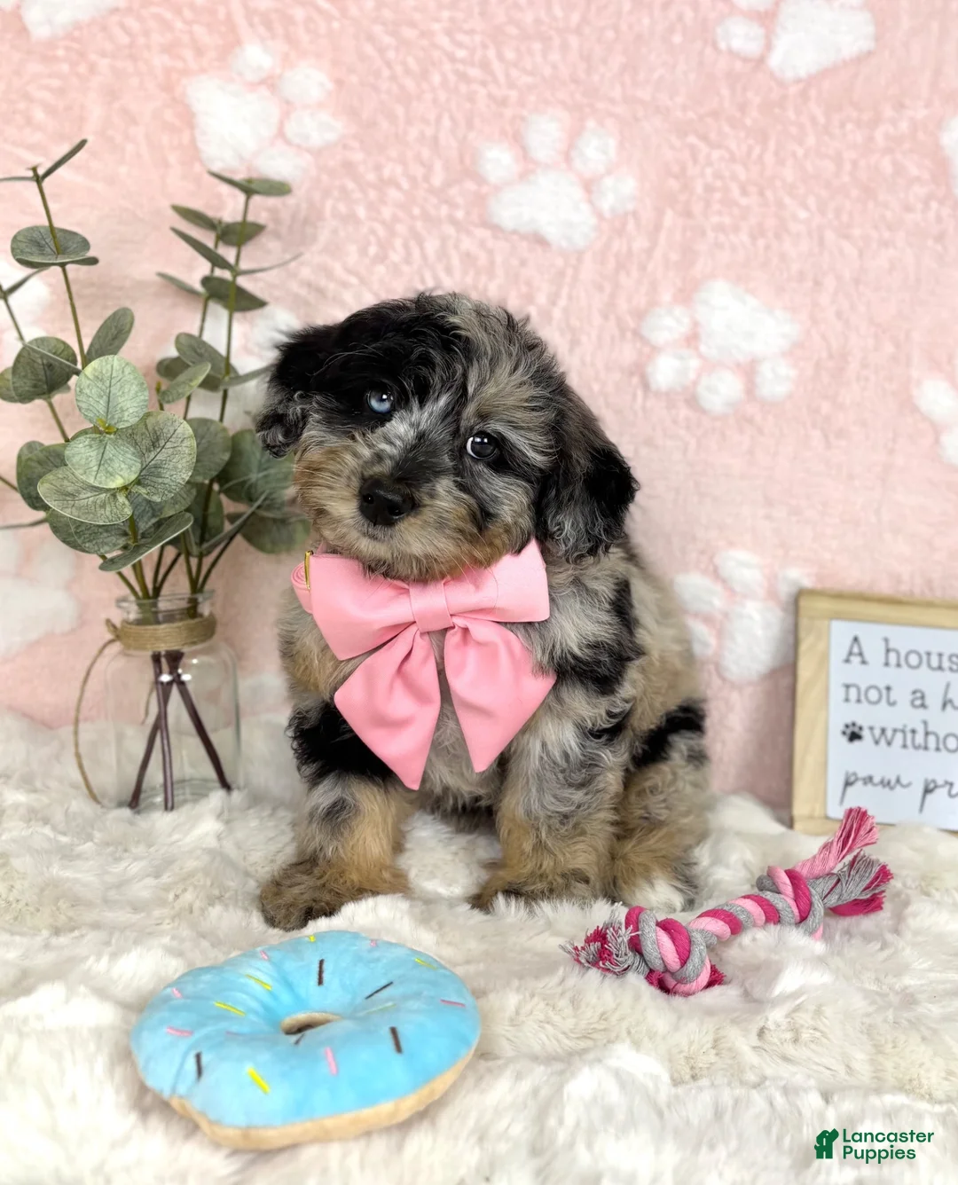 Mini Bernedoodle dogs for sale: Brooklyn - Ad 1