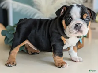 English Bulldog dogs Monica - Ad 26