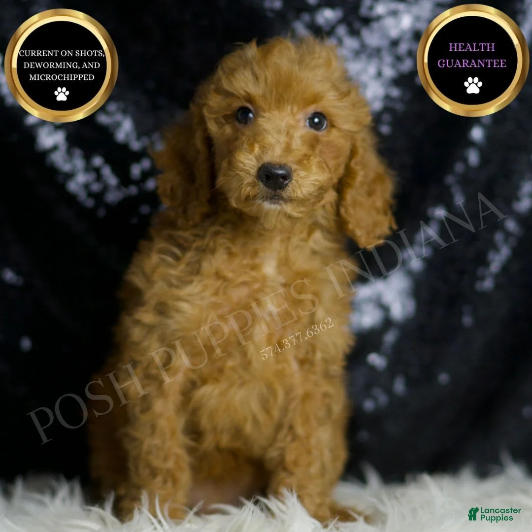 Mini Goldendoodle dogs for sale: Junebug - Ad 1