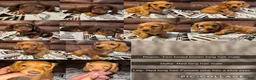 Miniature Dachshund dogs for sale: Rosco  - Ad 3