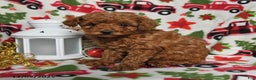 Toy Poodle dogs for sale: Holly - Ad 2
