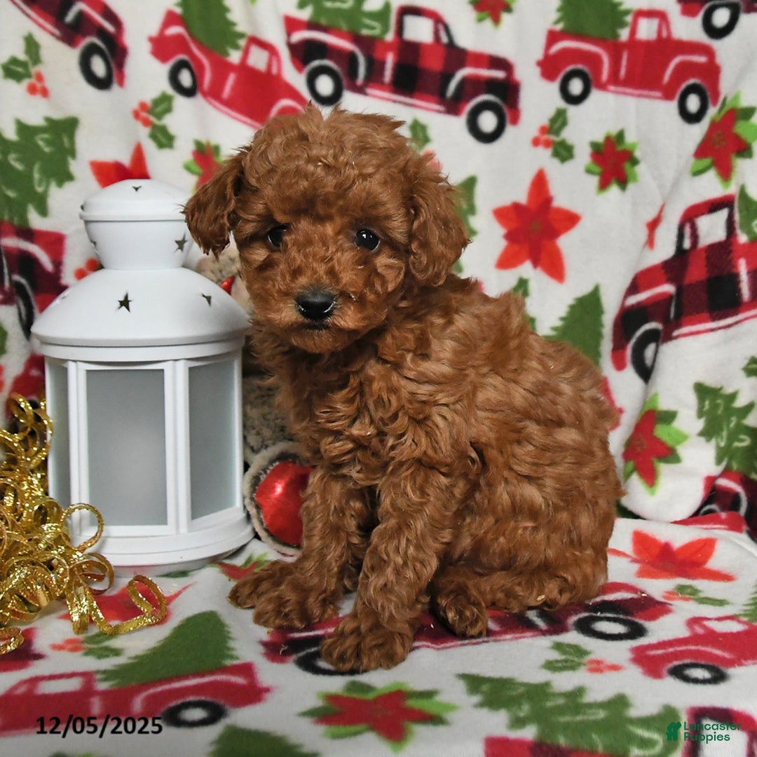Toy Poodle dogs for sale: Holly - Ad 2