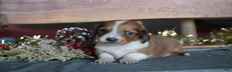 Dachshund dogs for sale: Tinsel - Ad 4