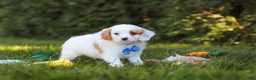 Cavapoo dogs for sale: Iggy Bear  - Ad 2