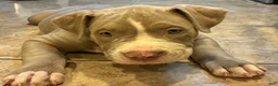 American Bully dogs for sale: Phantom  - Ad 8