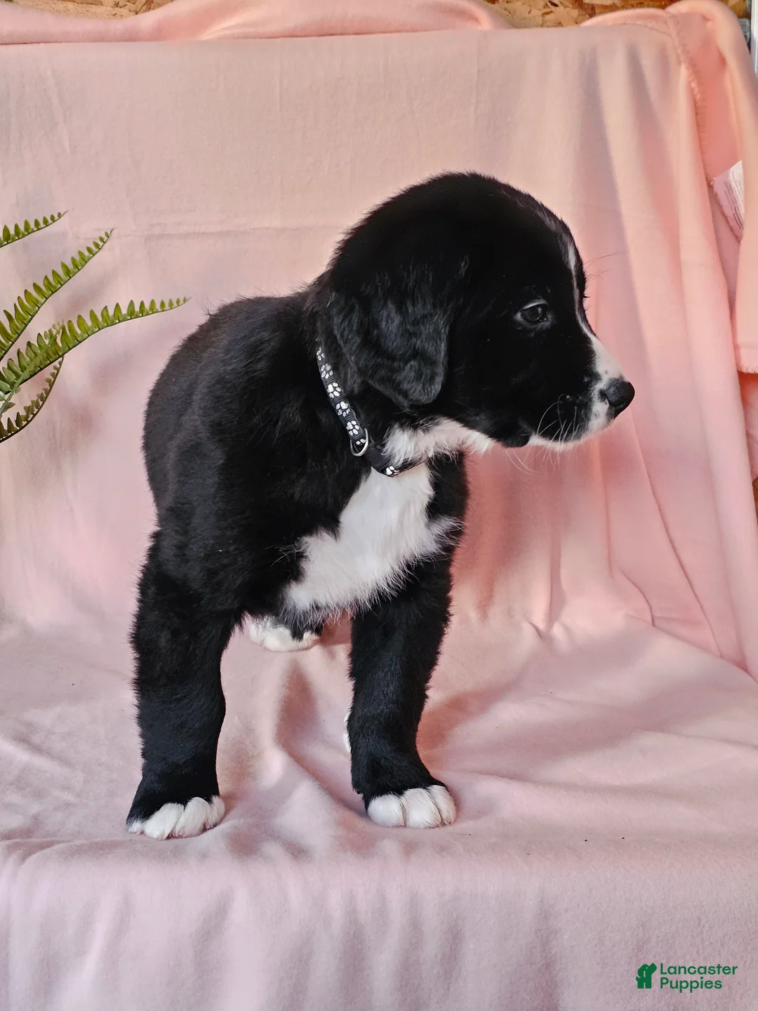 Mixed Breed dogs for sale: Lacey - Ad 2