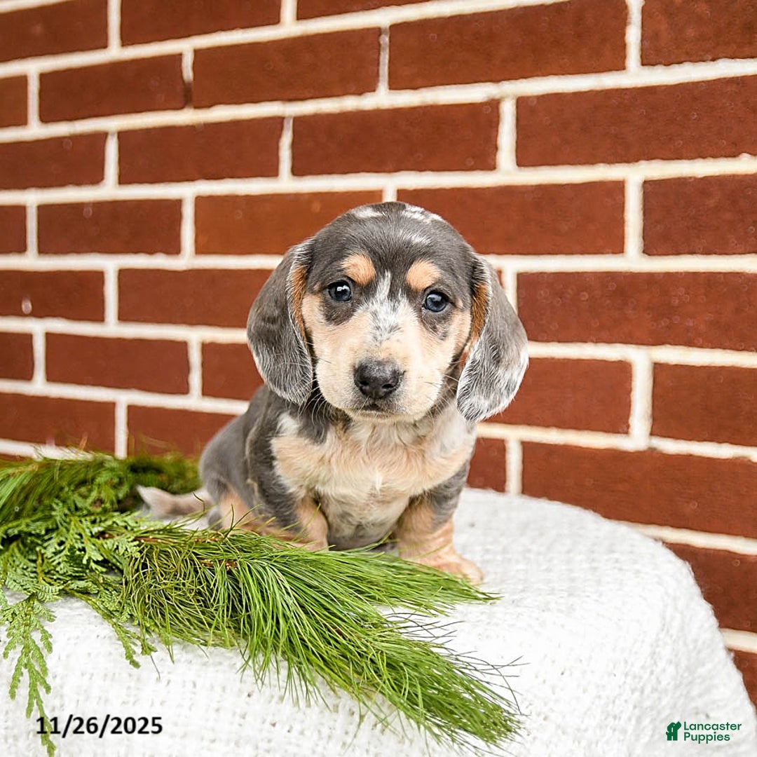 Miniature Dachshund dogs for sale: Buddy - Ad 2