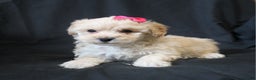 Bichpoo dogs for sale: Bobbie - Ad 5