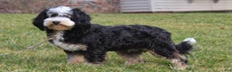 Mini Bernedoodle dogs for sale: Nate - Ad 5