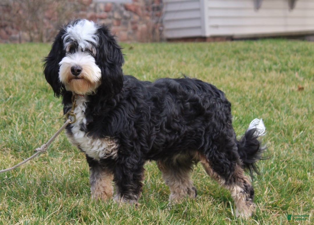 Mini Bernedoodle dogs for sale: Nate - Ad 5