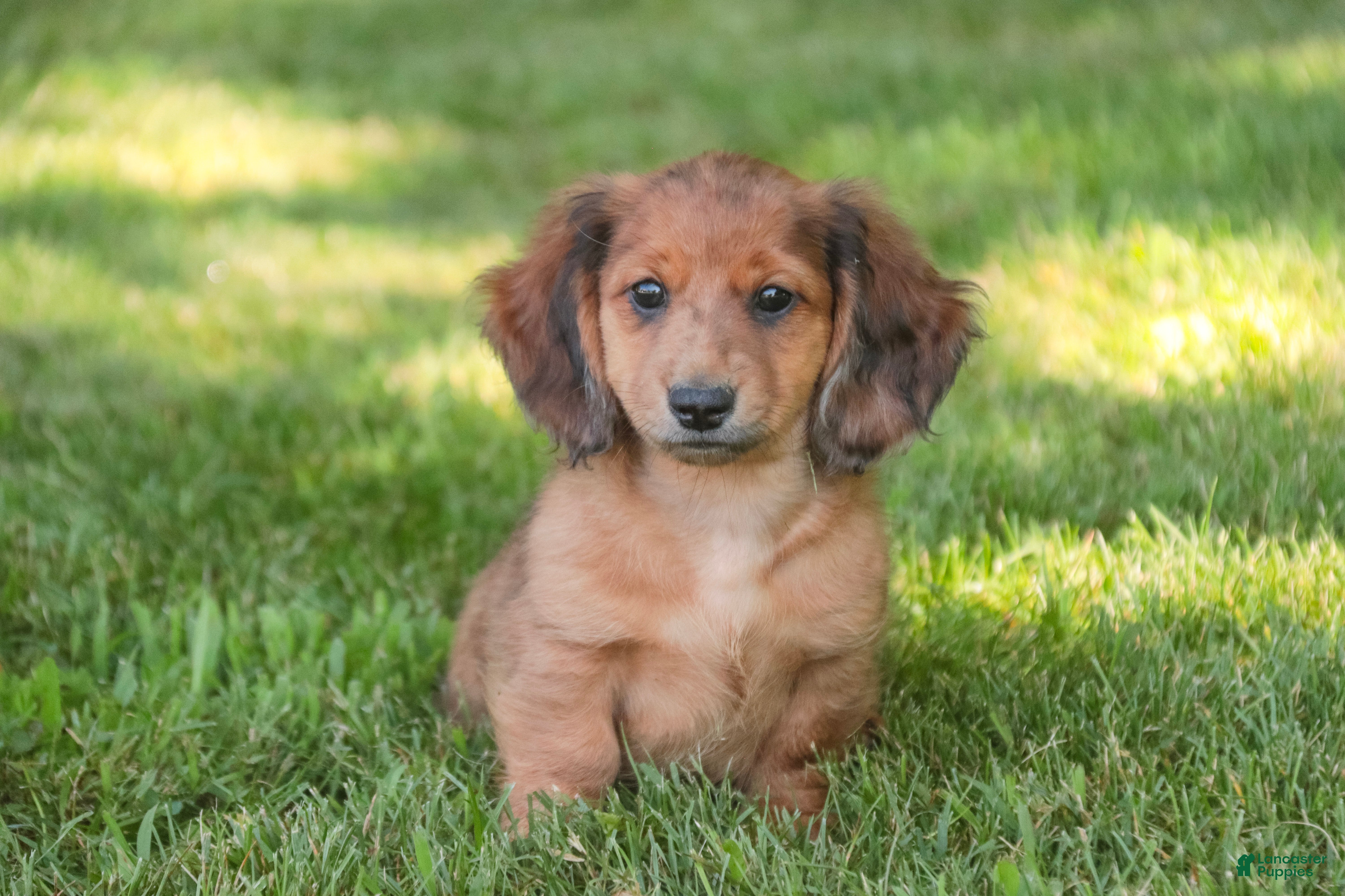 Miniature Dachshund dogs Ari Miniature Dachshund - Ad 2
