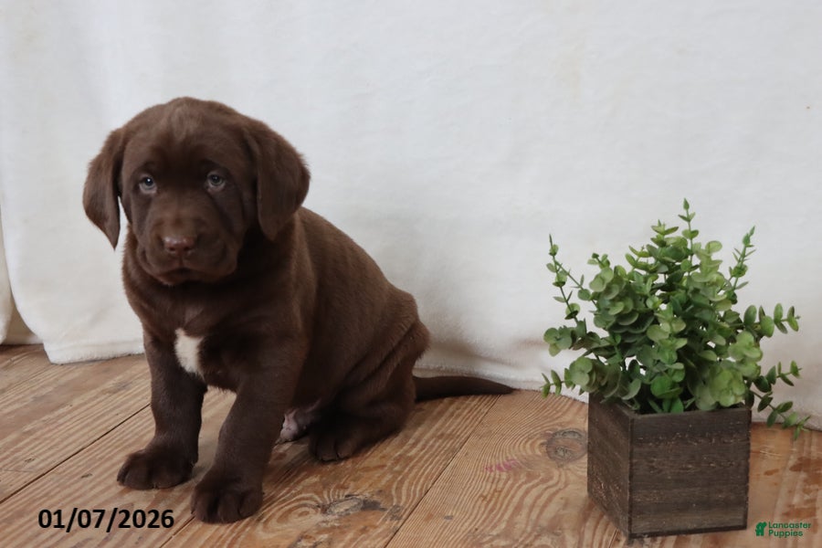 Labrador Retriever dogs Finley - Ad 9