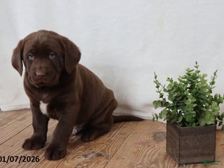 Labrador Retriever dogs Finley - Ad 9