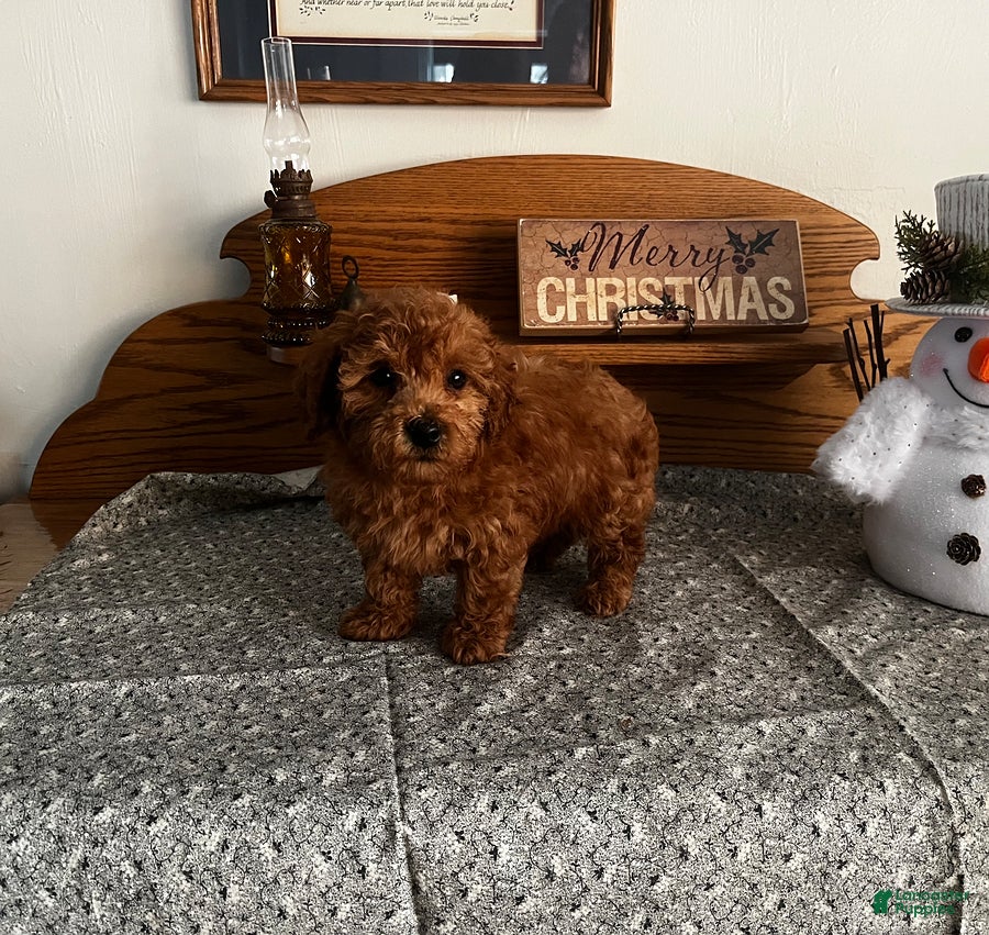 Toy Poodle dogs Justin - Ad 10