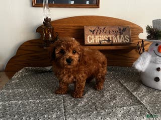 Toy Poodle dogs Justin - Ad 41