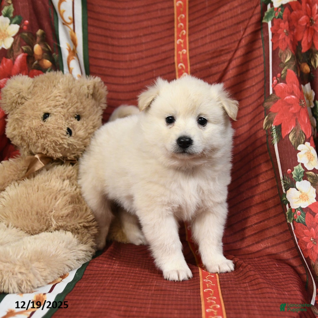 American Eskimo dogs for sale: Edward - Ad 2