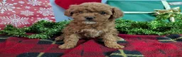 Toy Poodle dogs for sale: Princess - Ad 1