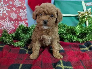 Toy Poodle dogs Princess - Ad 40