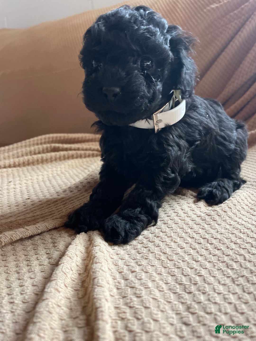 Toy Poodle dogs for sale: Pepper - Ad 2