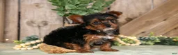Yorkshire Terrier dogs for sale: Tessie - Ad 1