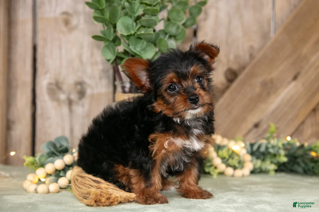 Yorkshire Terrier dogs for sale: Tessie - Ad 1