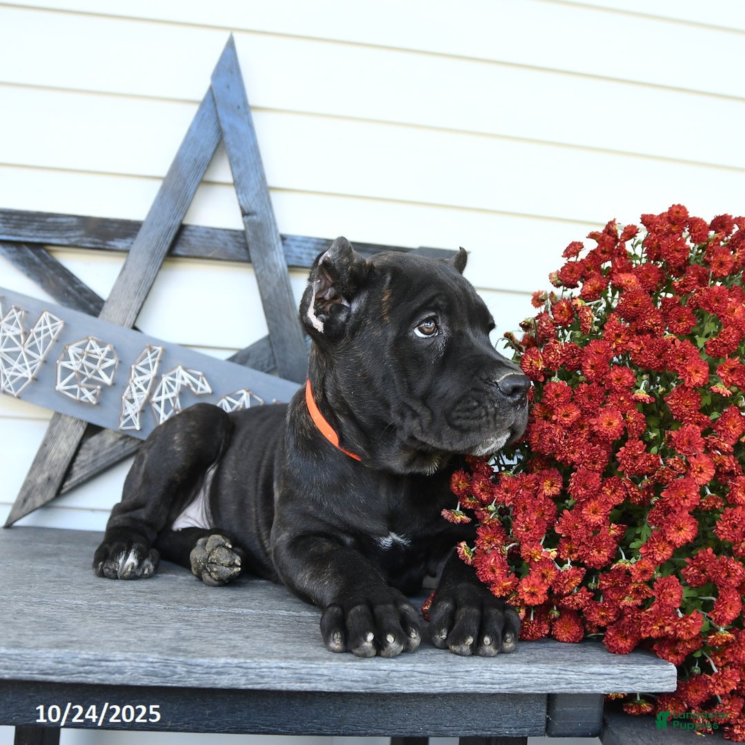 Cane Corso dogs for sale: Penny - Ad 8
