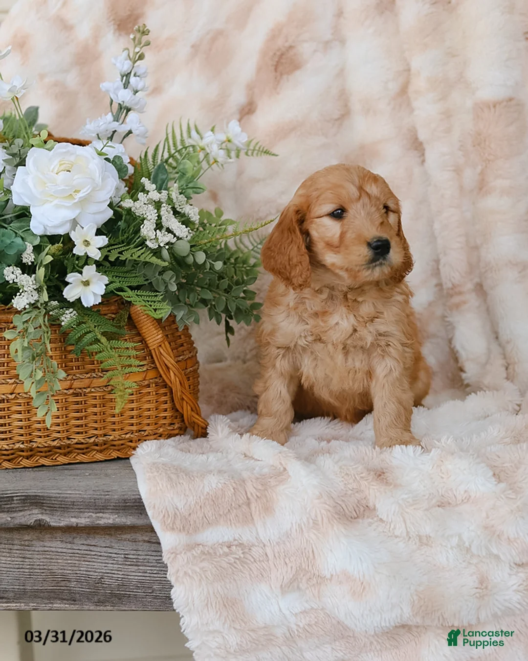 Goldendoodle dogs for sale: Grant - Ad 2