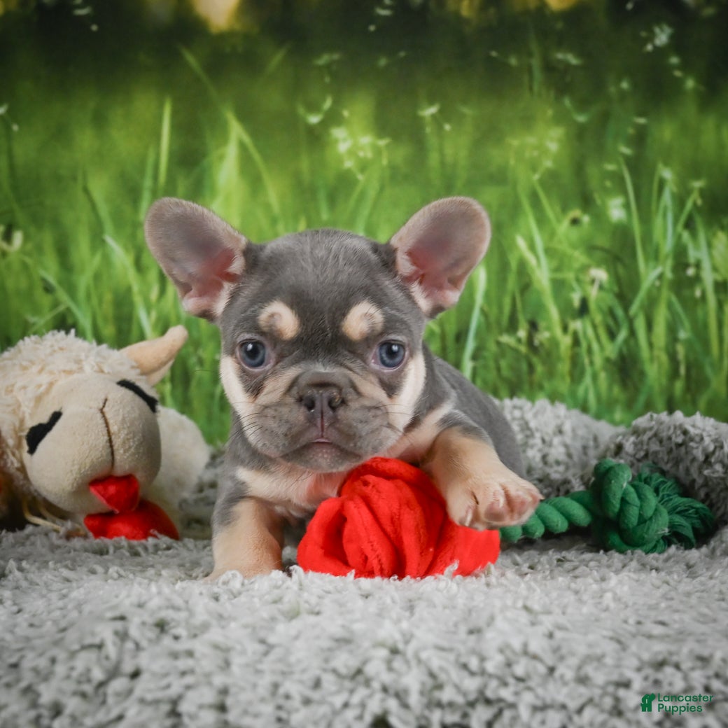 French Bulldog dogs Charity - Ad 1