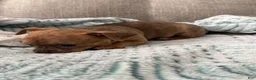 Chihuahua dogs for sale: Nala - Ad 8