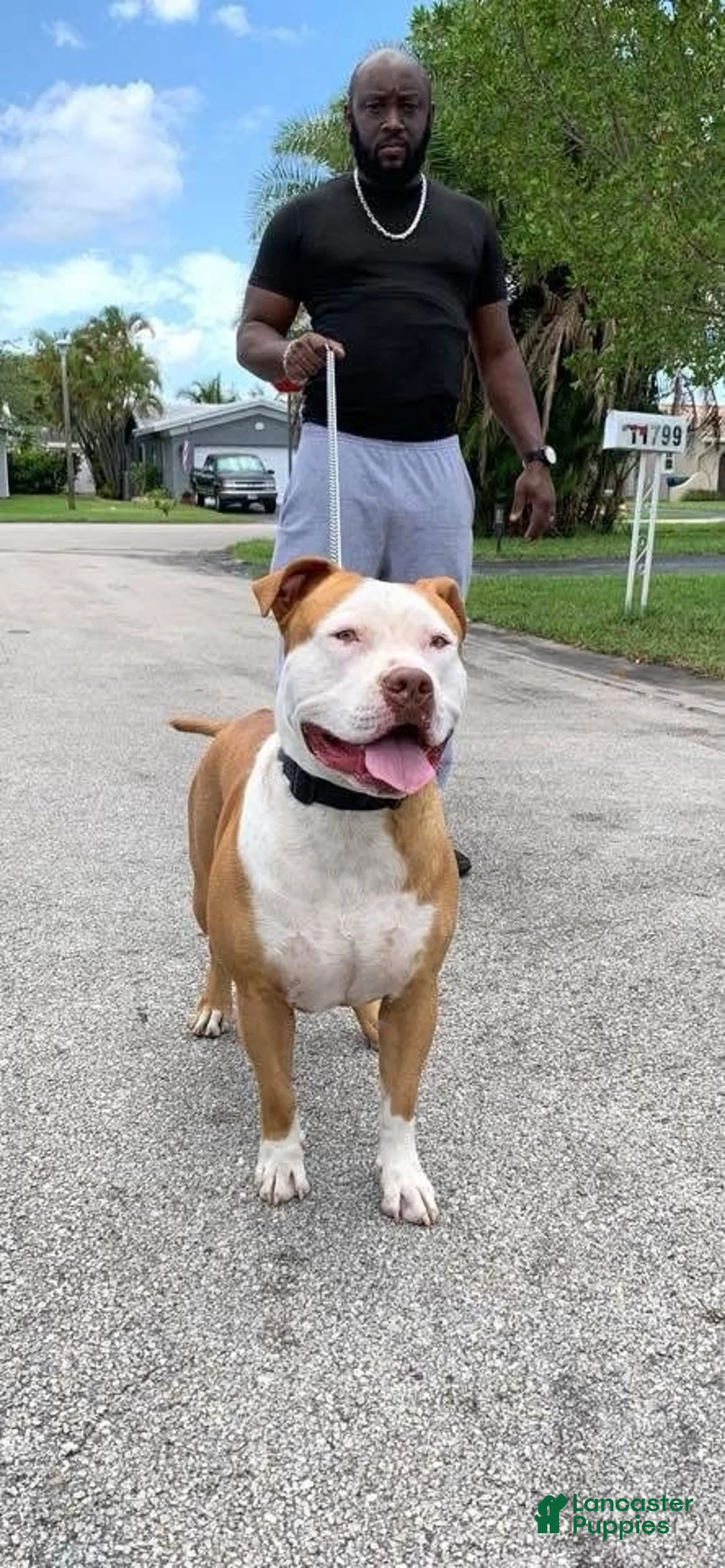 American Bully dogs for stud: RBK'S Kimbo - Ad 3