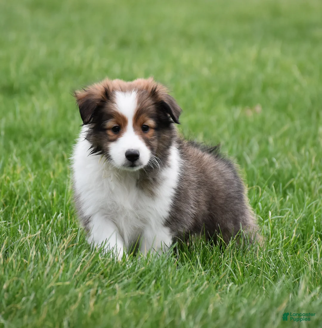 Shetland Sheepdog dogs for sale: Bruno - Ad 1