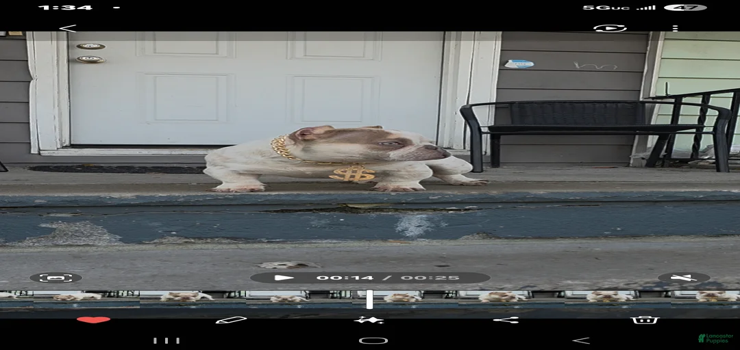 Gallery Image {{count}}