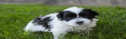Havanese dogs for sale: Ivan Havanese Puppy  - Ad 6