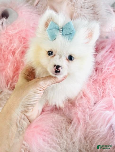 Pomeranian dogs Pomeranian Puppy 1 - Ad 2