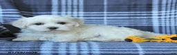 Maltese dogs for sale: Dora - Ad 5