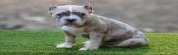 American Bully dogs for sale: Blue Brindle Merle Female - Ad 2