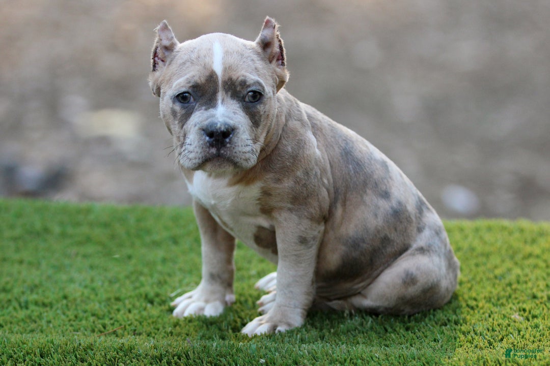 American Bully dogs for sale: Blue Brindle Merle Female - Ad 2