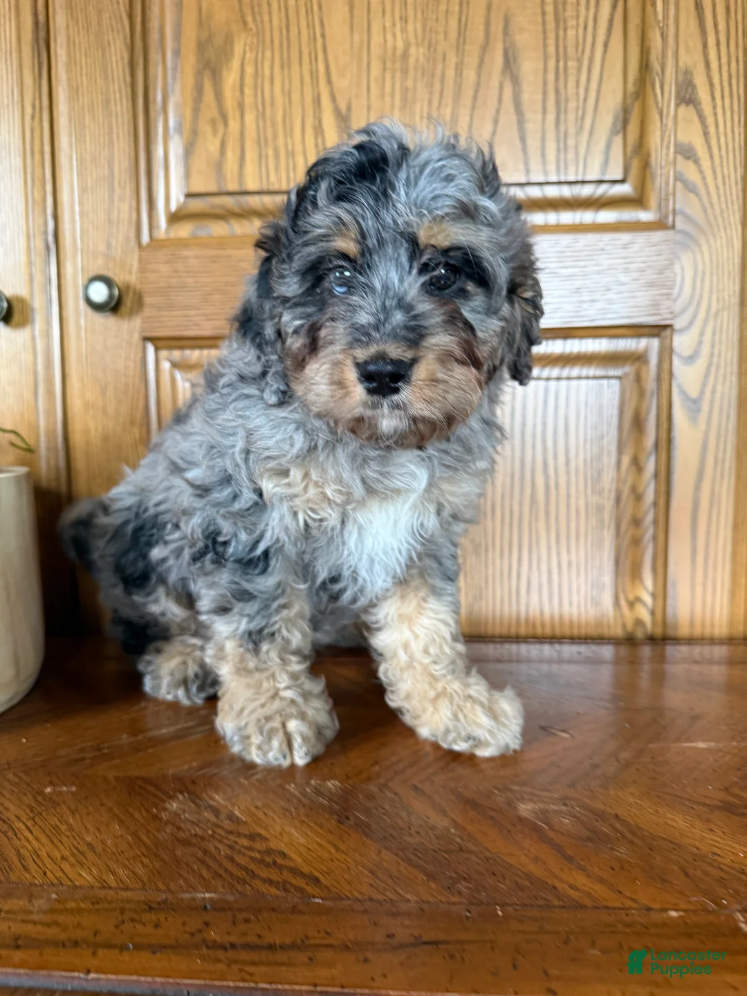 Mini Bernedoodle dogs for sale: Milo - Ad 1